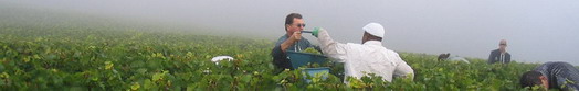 Vendanges 2006 - champagne - the D Day